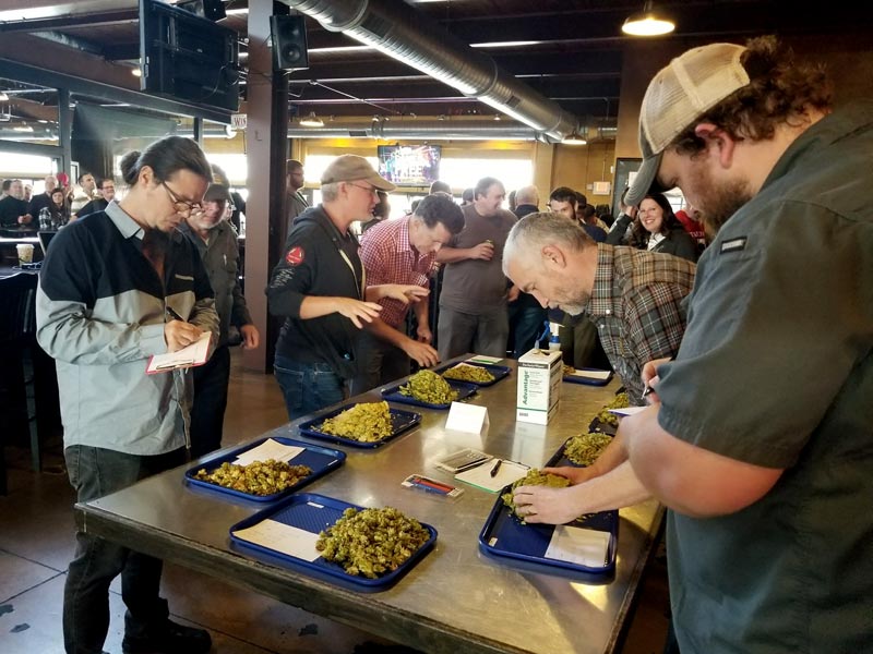 2017-chinook-judges 2017 chinook cup judges looking at hop samples