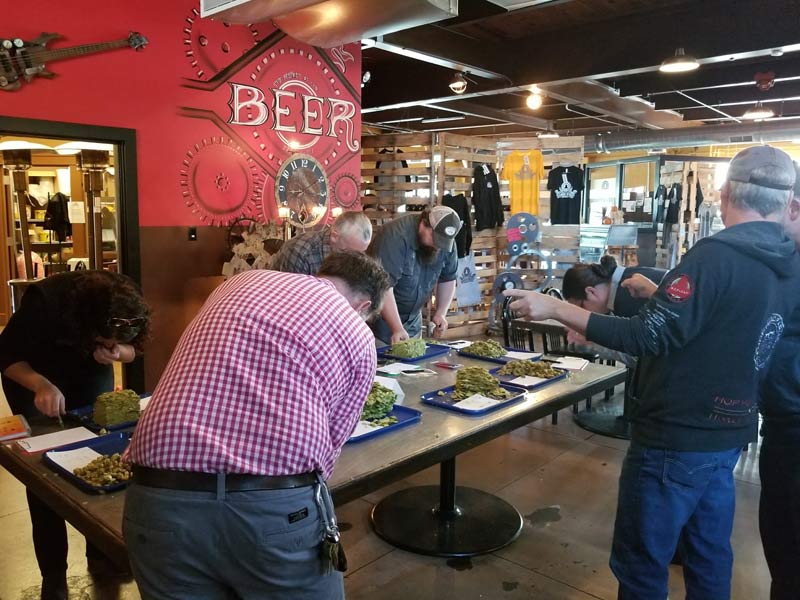2017-chinook-samples 2017 chinook cup judges look at trays of hops