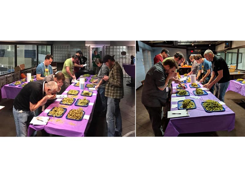 2018-chinook-aroma 2018 chinook cup judges sampling hop aromas