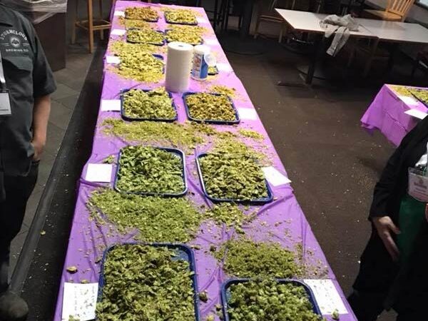 2018-chinook-judging-table samples of hops on trays at the 2018 chinook cup competition