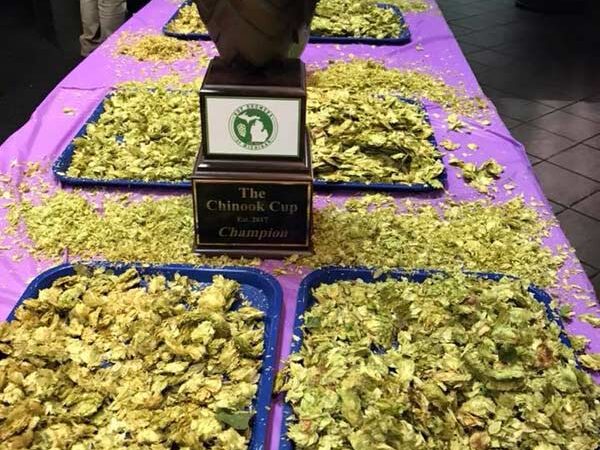 2018-chinook-sample-trays hop samples during 2018 chinook cup judging