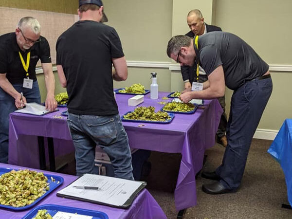 2019-chinook-hop-trays 2019 chinook cup judging