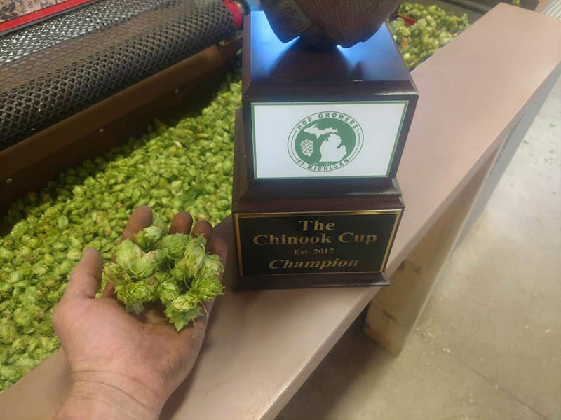 2019-chinook-hops 2019 chinook cup with handful of michigan hops