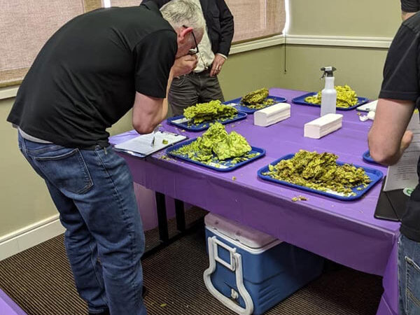 2019-chinook-judging-hop-aroma 2019 chinook cup sampling aroma of michigan hops